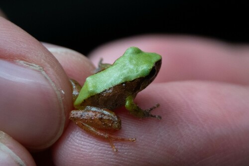 Papallacta Robber Frog, Pristimantis acerus