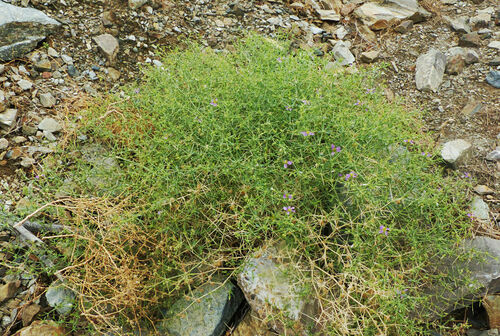 Indian fagonbush
