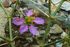 Zygophyllum indicum