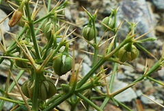Zygophyllum indicum