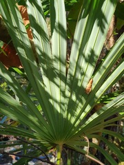 Trachycarpus fortunei