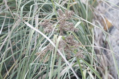 Cyperus javanicus