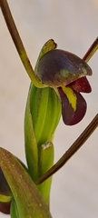 Orthoceras strictum