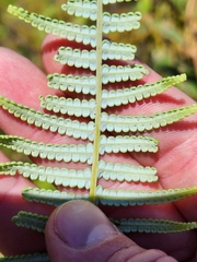 Gleichenia rupestris