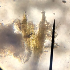 Bacillaria paxillifera