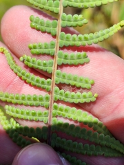 Gleichenia rupestris