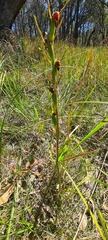 Orthoceras strictum