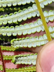 Gleichenia rupestris