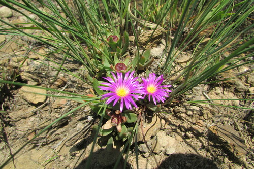 Stone Sheepfig (Delosperma carolinense)