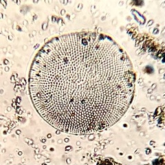 Coscinodiscophycidae