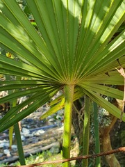 Trachycarpus fortunei