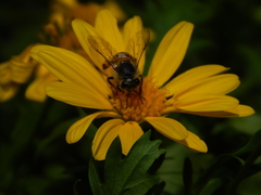 Apis mellifera scutellata
