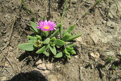 Delosperma carolinense
