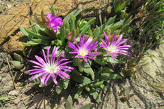 Delosperma carolinense