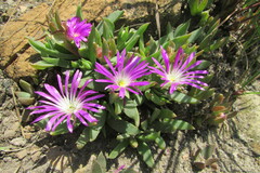 Delosperma carolinense