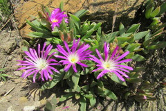 Delosperma carolinense