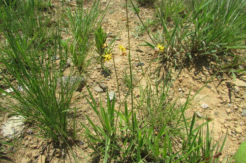 Asclepias aurea (Asclepias aurea)