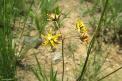 Asclepias aurea