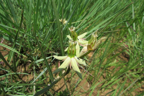 Image of Asclepias eminens by (c) James Deacon, some rights reserved (CC BY-SA)