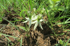 Asclepias eminens