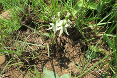 Asclepias eminens