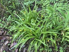 Hypoxis angustifolia
