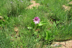 Gerbera viridifolia