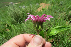 Gerbera viridifolia
