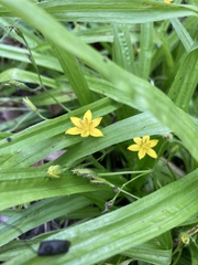 Hypoxis angustifolia