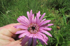 Gerbera viridifolia