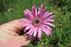 Gerbera viridifolia