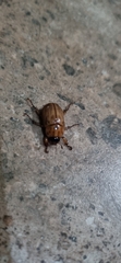 Cyclocephala signaticollis