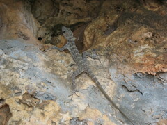 Pristurus insignis