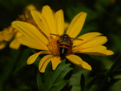 Apis mellifera scutellata