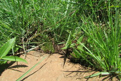 Bulbostylis oritrephes