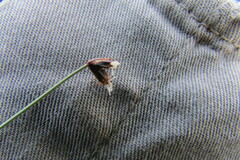 Bulbostylis oritrephes