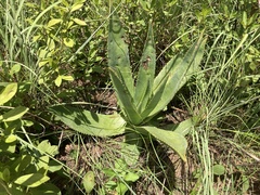 Aloe simii