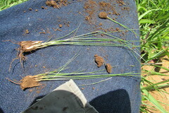 Bulbostylis oritrephes