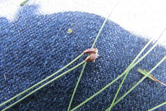 Bulbostylis oritrephes