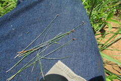 Bulbostylis oritrephes