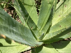 Aloe simii