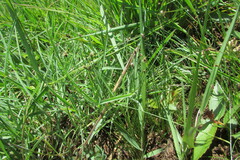 Bulbostylis oritrephes