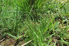 Bulbostylis oritrephes