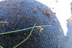 Bulbostylis oritrephes