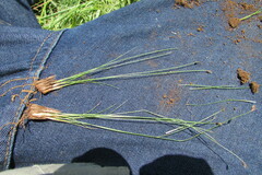 Bulbostylis oritrephes