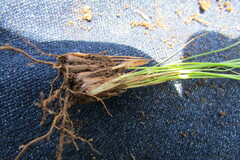 Bulbostylis oritrephes