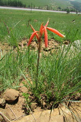 Aloe kniphofioides
