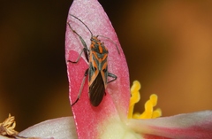 Spilostethus furcula