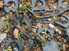Dendrelaphis formosus