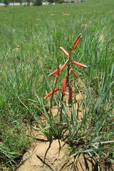 Aloe kniphofioides